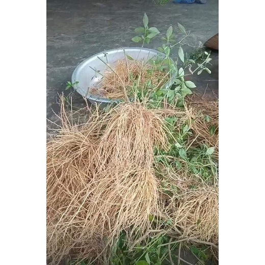 rễ cây bạch hạc