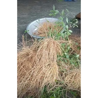 Rễ cây bạch hạc