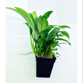 Cây thủy sinh Ráy lá dài (ráy lá nhọn). Có thể gắn lũa, gắn đá, trồng nền.