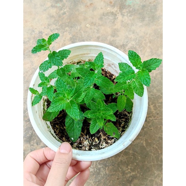 Cây bạc hà dâu strawberry mint giống mới, chỉ giao từ HN trở vào nam