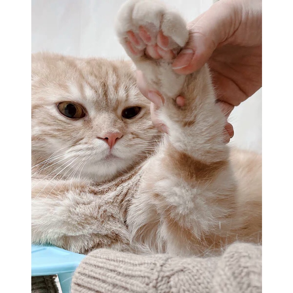 Tông Đơ PETKIT Máy Cạo Lông Chó Mèo Rất Êm Không Bị Phạm Da Không Bị Ê Tay - Có Ảnh Thật