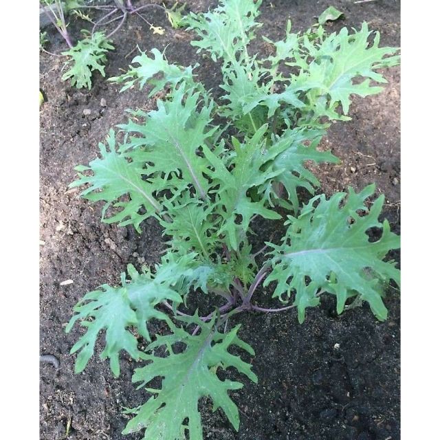 KALE RED RUSSIAN