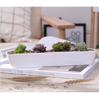 Chậu gốm dài trồng cây, hoa đá nhỏ LH109- Chậu Trồng Cây