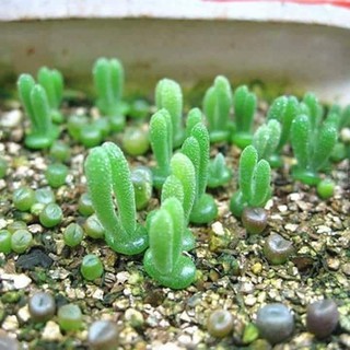 HẠT GIỐNG CÂY TAI THỎ