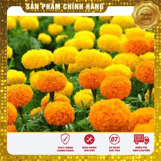 Hạt Giống Hoa Cúc Vạn Thọ Mỹ Mix -50 hạt