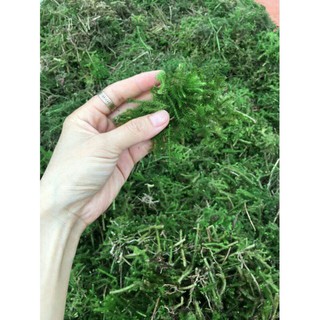 1kg cây thông đất