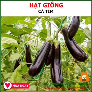 HẠT GIỐNG CÀ TÍM Trang Nông 1gram