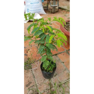 Cây 🌲 Me thái...trái ngọt.