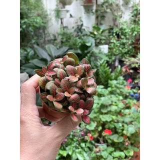 cây cẩm nhung