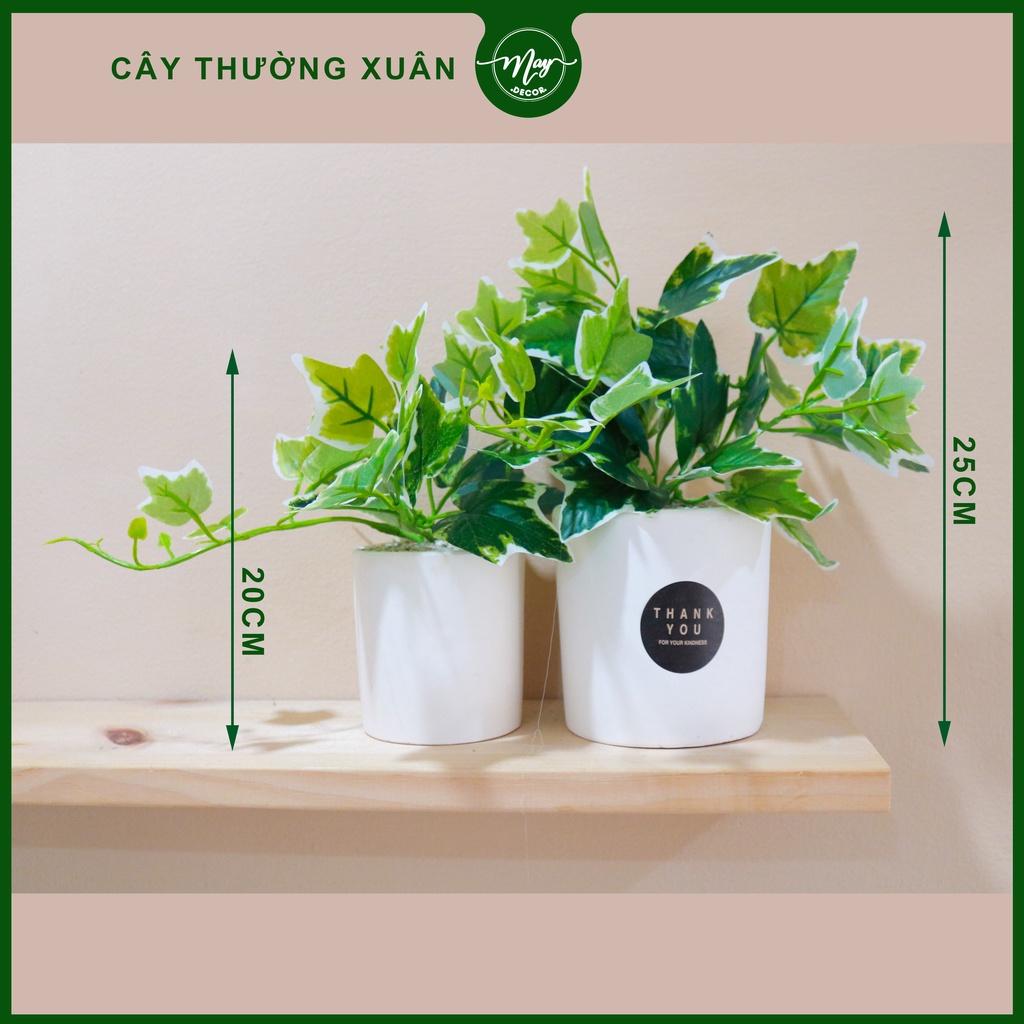 Cây giả thường xuân, hạnh tiên thảo để bàn trang trí kèm chậu 20cm, 25cm