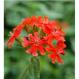 Hạt giống hoa Thu La đỏ (Lychnis Chalcedonica) gói 50 hạt