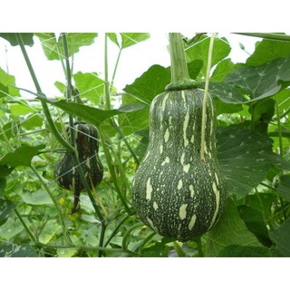 10 Hạt giống Bí đỏ Hạt đậu   