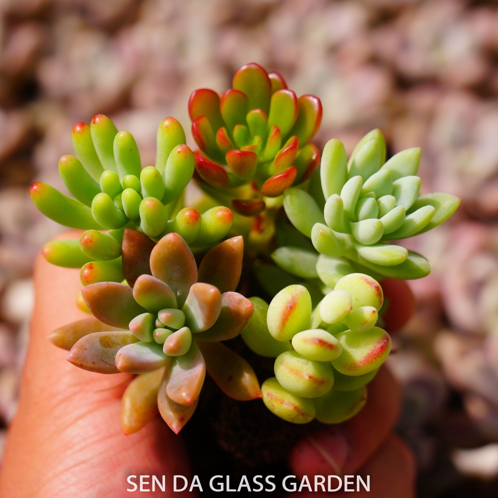 Combo sen đá cành 5 loại mini 3-4cmGLASS GARDEN - Khỏe, đẹp, dễ trồng, Sen đá Đà Lạt thuần khí hậu