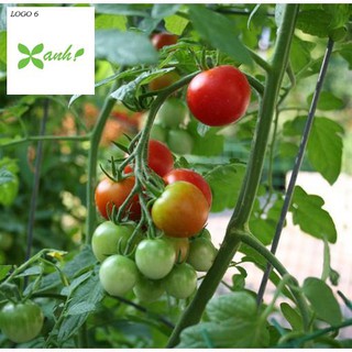 Hạt giống Cà chua F1 (MV)
