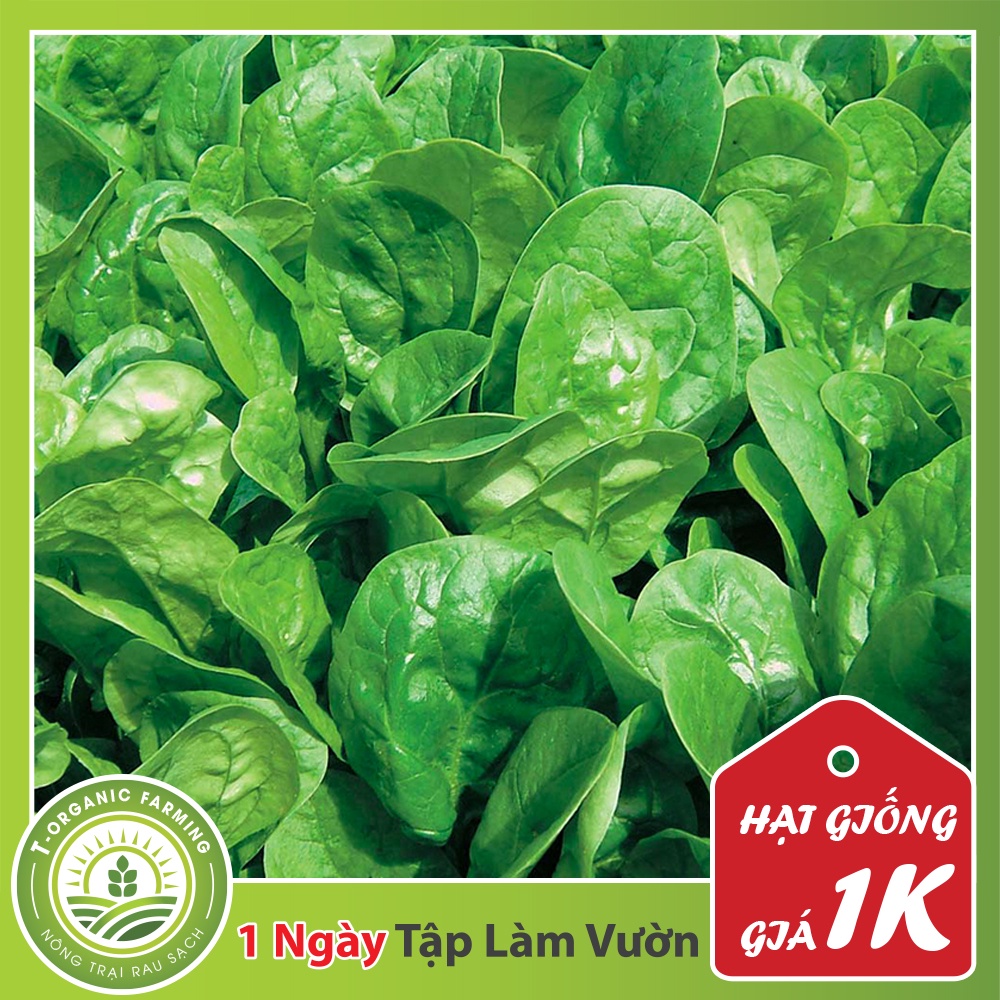 Deal 1K - Gói 100 Hạt Giống Rau Cải Bó Xôi Chịu Nhiệt HNX