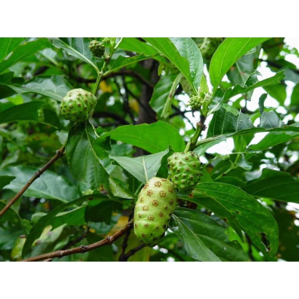 Quả nhàu tươi -1kg