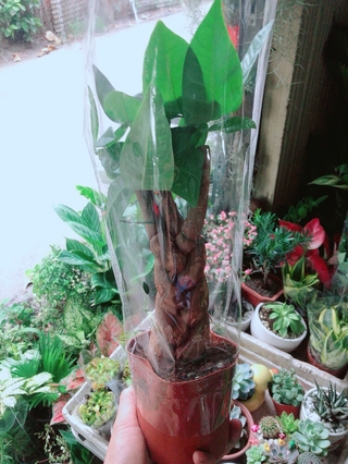Kim Ngân Thắt Bính 3 Thân