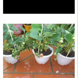 10 chậutrồng hoa rộng 17cm x12cm giá khuyến mãi
