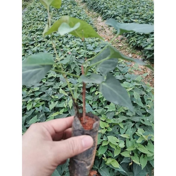 Cây hoa leo ông lão