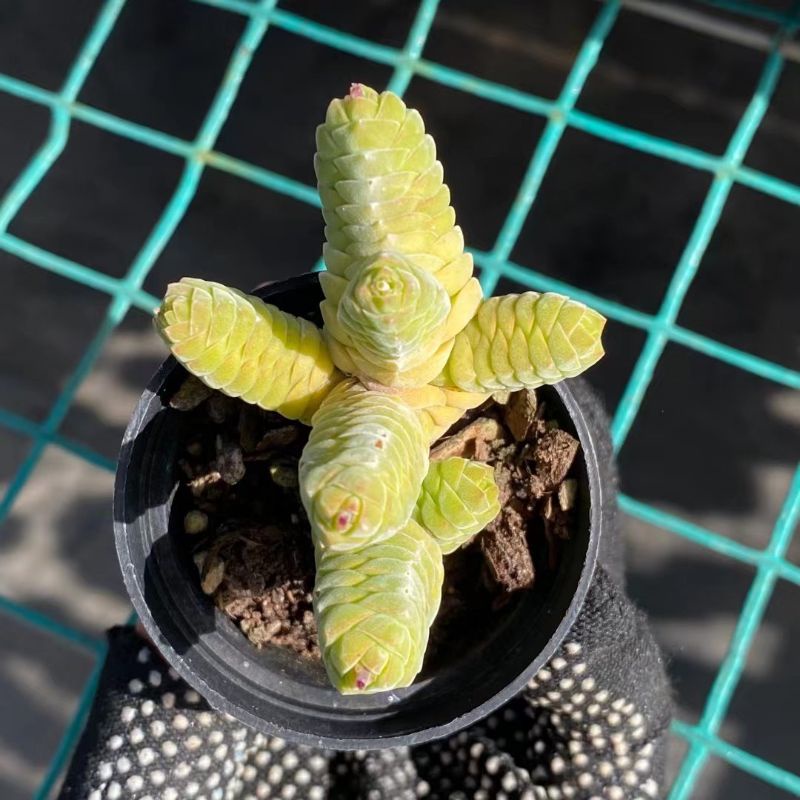 Siêu sale 55%-Sen Đá Tháp rất đẹp -độc -lạ gửi hình cuối
