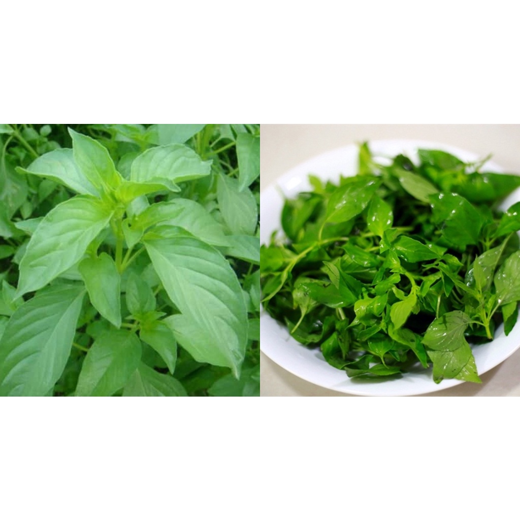 Hạt_Giống_Lá_É 100 hạt