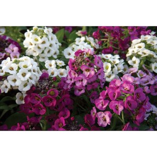 Hạt giống HOA NGÀN SAO NHIỀU MÀU - GÓI 0,5 GRAM