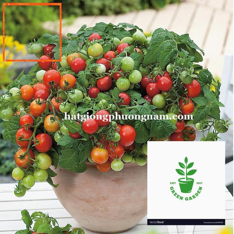 20H - HẠT GIỐNG CÀ CHUA BI ĐỎ LÙN Hạt Giống Nông Trại Xanh THE GARDEN