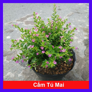 Caykiengsadec - Cây Cẩm Tú Mai - Cây cảnh mini