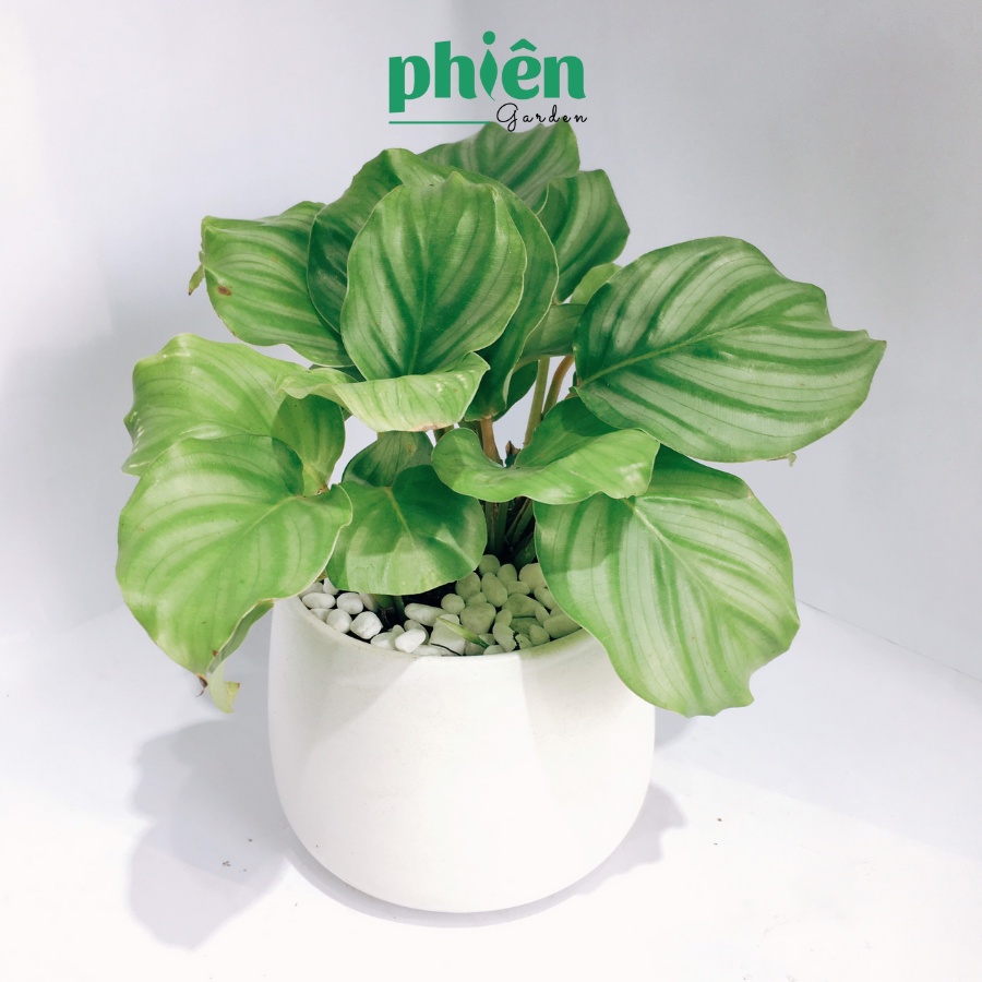 Cây Đuôi Công Táo, Đuôi công xanh Calathea Medallion để bàn kèm chậu gốm tráng men