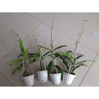 Lan Cẩm cù khủng long đỏ