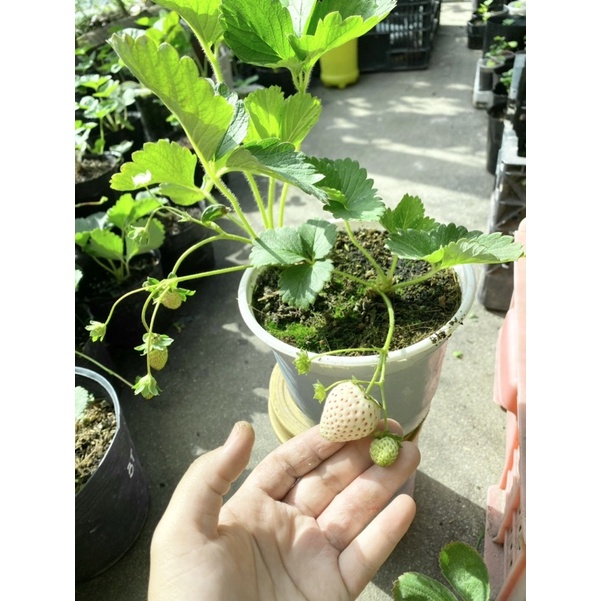 NGÓ GIỐNG DÂU TÂY