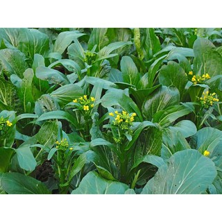 Hạt Giống Cải Ngồng Thân Mập 20 gr