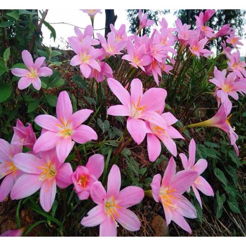 Củ hoa huệ mưa ngoại bông to 1kg.