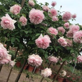 Cành chiết hồng Đào cổ