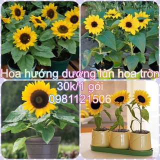 Hạt giống hoa hướng dương lùn hoa tròn. Combo 2 gói tặng 2 viên nén ươm hạt và kích mầm.