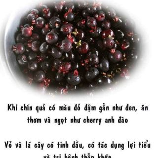 CÂY GIỐNG CHERRY MỸ ĐỎ