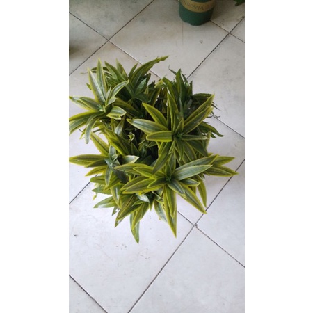 Cây giả - cụm Thủy trúc - 3 nhánh - trang trí nhà cửa