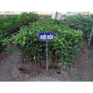 Cây giống bưởi diễn