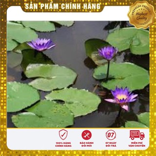 Hạt Giống Súng Mini Thái(5 hạt)