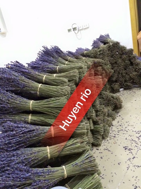 HOA LAVENDER PHÁP ĐỂ BÀN