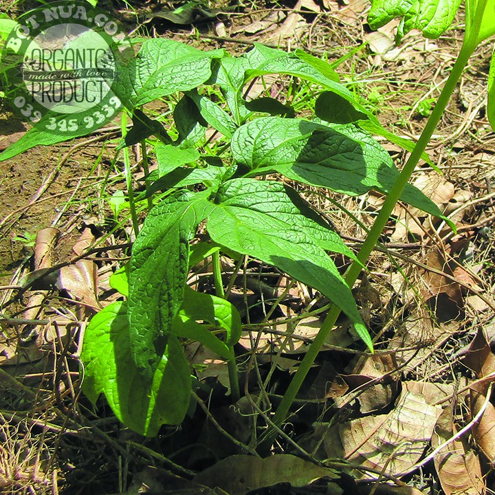 BỘT NƯA  NGUYÊN CHẤT THANH NHIỆT CƠ THỂ TỐT CHO SỨC KHỎE