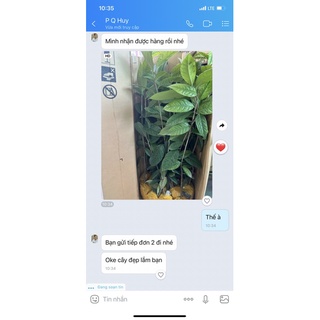 Cây giống trà hoa vàng ( chè hoa vàng) cao 40-50cm.