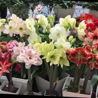 Củ lan huệ kép Siêu to