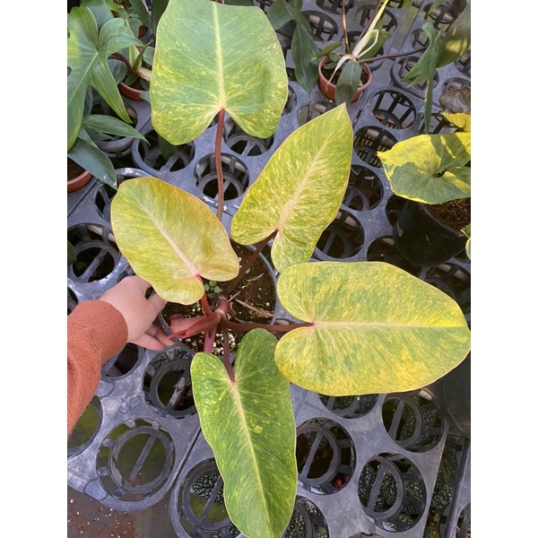 Chậu cứngPhilodendron painted lady