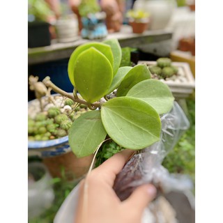 Cẩm cù lá xếp - Pachyclada
