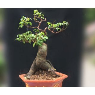 Cây Khế Nhật bonsai mini