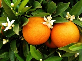 cây giống cam cara ruột đỏ