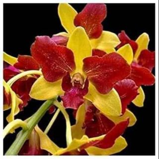 Denro đột biến Thongchai gold 3