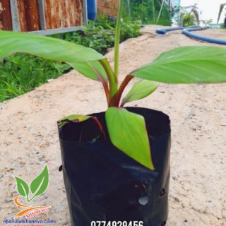 Cây chuối đỏ  dacca 6 tháng cho trái