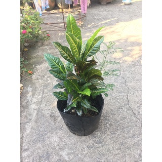 Cây Cô Tòng Lá Mít